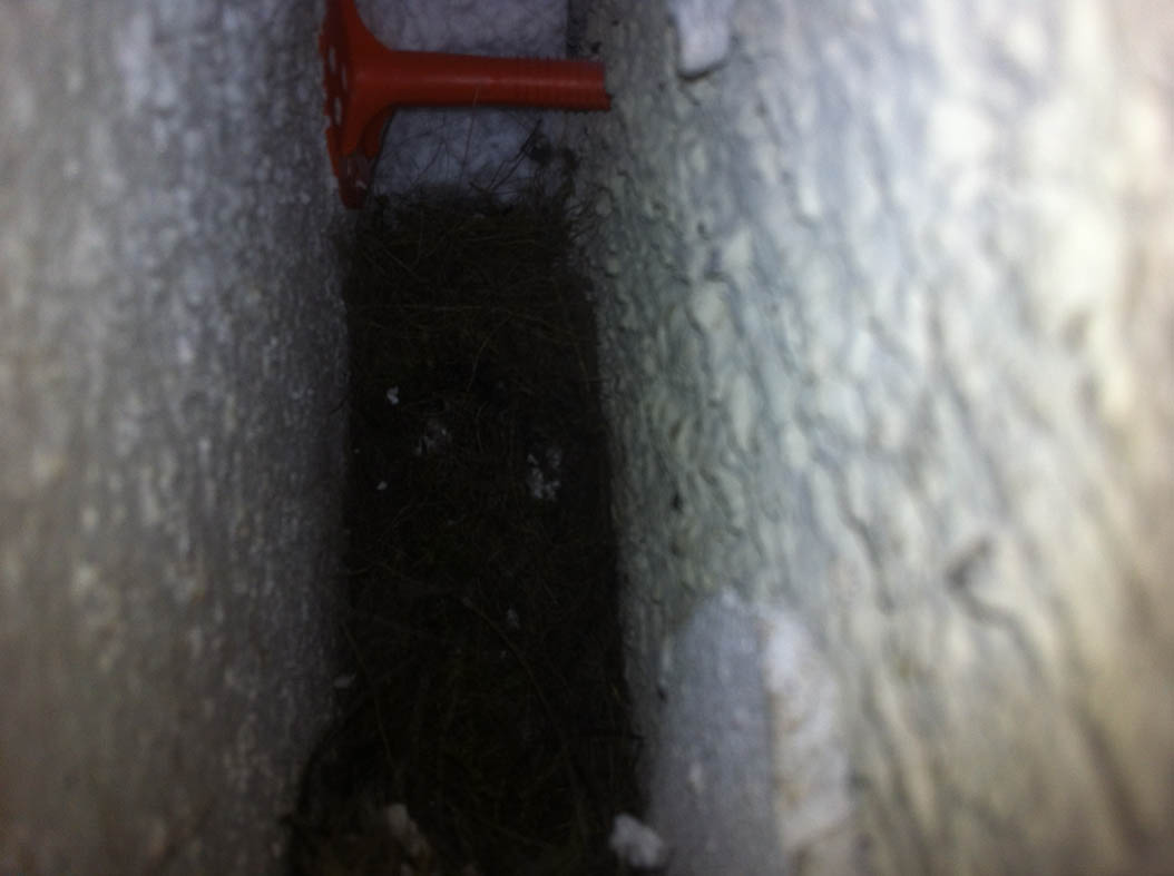 Eine Spechthöhle mit bereits eingetragenem Nistmaterial. Links erkennt man die Innenseite der Putzträgerschicht des WDVS-Systems. Rechts sieht man den ursprünglichen Mauerputz.